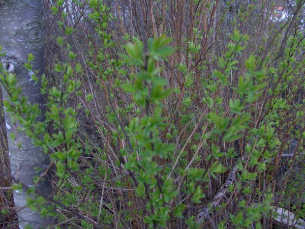 A bush with young green leaves