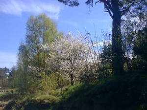 Blooming spring trees