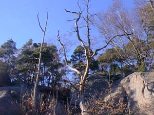 Trees