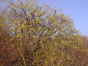 Spring bush