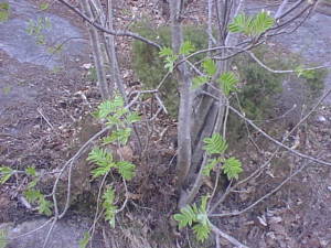 Leaves