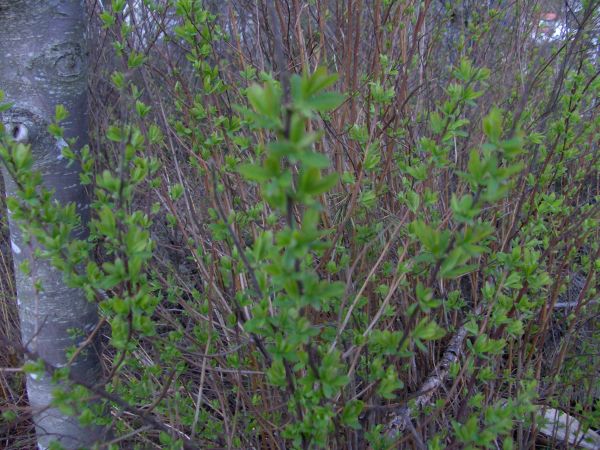 Spring leaves