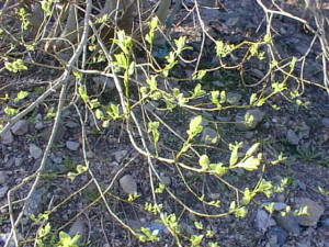 Spring leaves