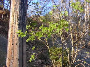 Leaves