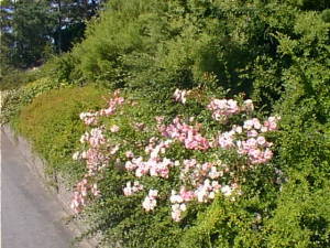Summer flowers