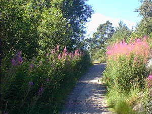 Flower-flanked road