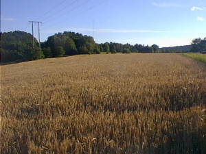 Grain fields