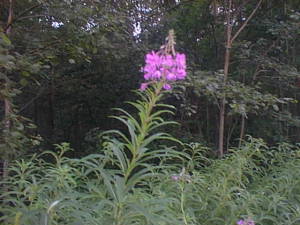Late flower