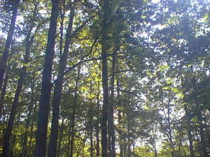 Forest canopy