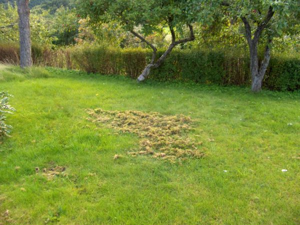 Lawn with moss