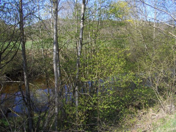 Scandinavian forest