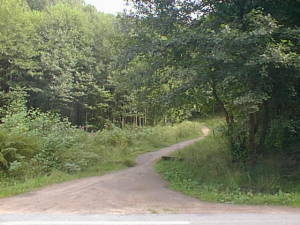 Path into woods