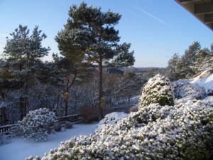 Snow-covered landscape