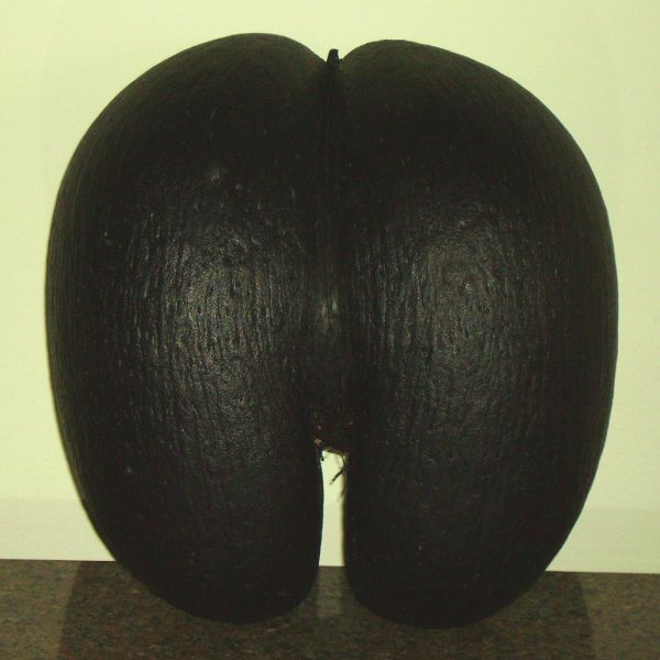 Coco-de-mer fruit