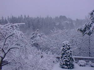 Snowy forest