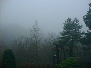 Foggy landscape