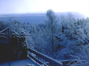 Snowy trees