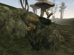 Screenshot Morrowind