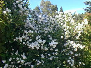 Flowering bush
