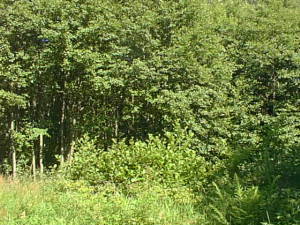 Green forest