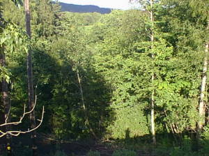 Forest w/ light & shadow