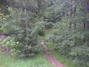 Path into forest