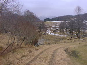 Overgrown farm road