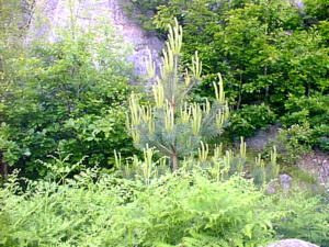 Small pines and ferns