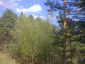 Spring forest