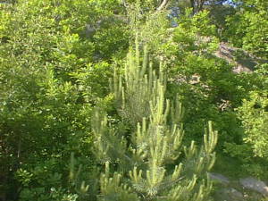 Small trees in sunshine