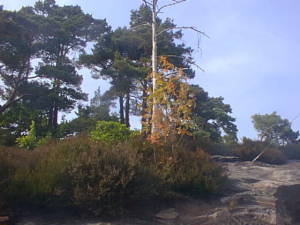 Tree in fall colors in summer