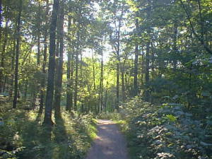 Summer forest