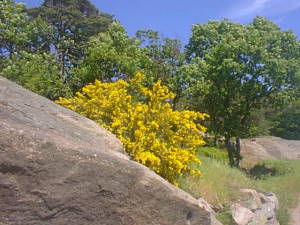 Yellow spring bush