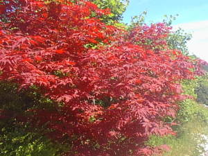 Red tree