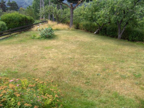 Dry lawn