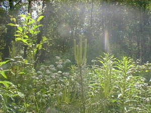 Baby trees