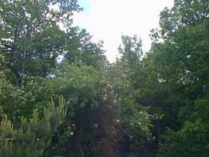 Summer forest