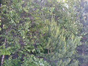Young trees
