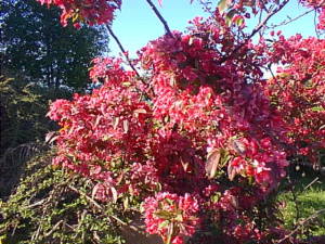 Flowering bush