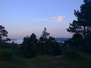 Evening forest