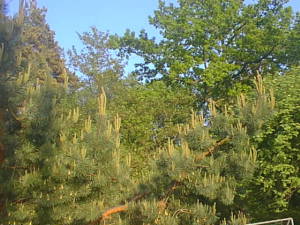 Spring pine branches