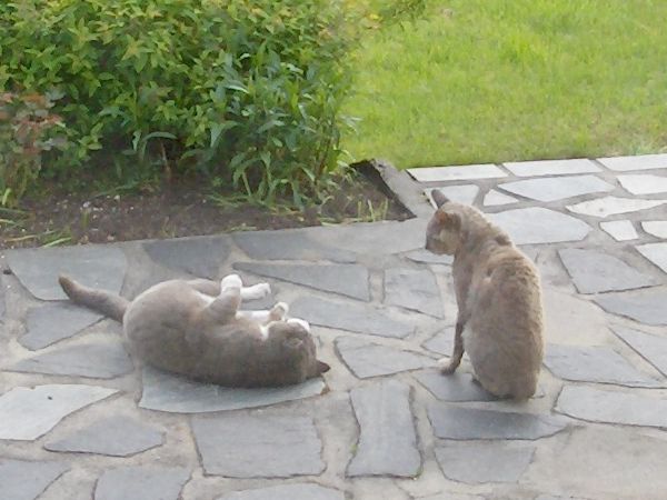Two cats