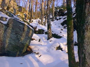 Snowscape