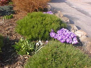 Spring flowers