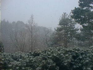 Frosted bushes