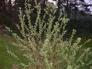 Spring leaves