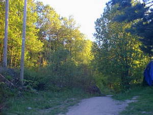 Gold and green forest