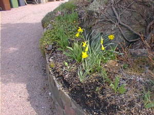 Garden flowers