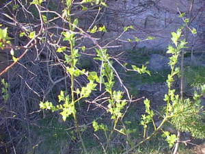Spring leaves