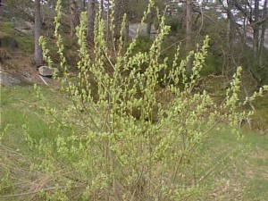 Small tree